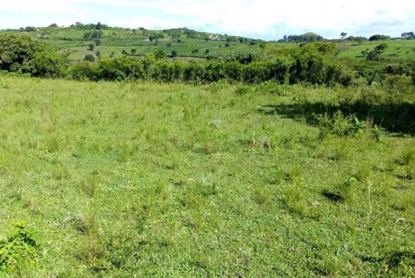 100 ACRES OF AGRICULTURAL LAND FOR SALE IN GOMBE BUTAMBALA AT SHS 4 MILLION EACH