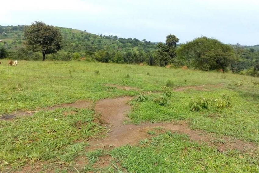 100 ACRES OF AGRICULTURAL LAND FOR SALE IN GOMBE BUTAMBALA AT SHS 4 MILLION EACH